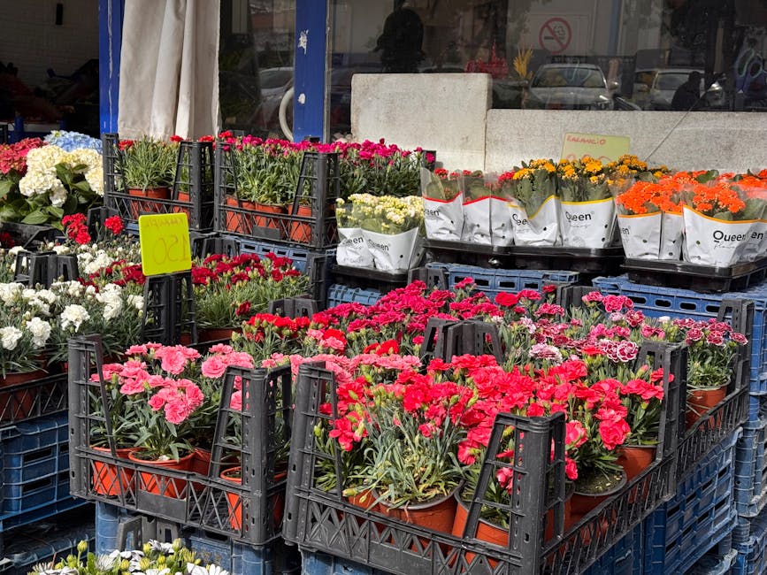 A display of vibrant potted carnations in shades of pink and red, arranged in black plastic crates outside a florist shop. The flowers have lush green stems and petals with a slightly ruffled texture,