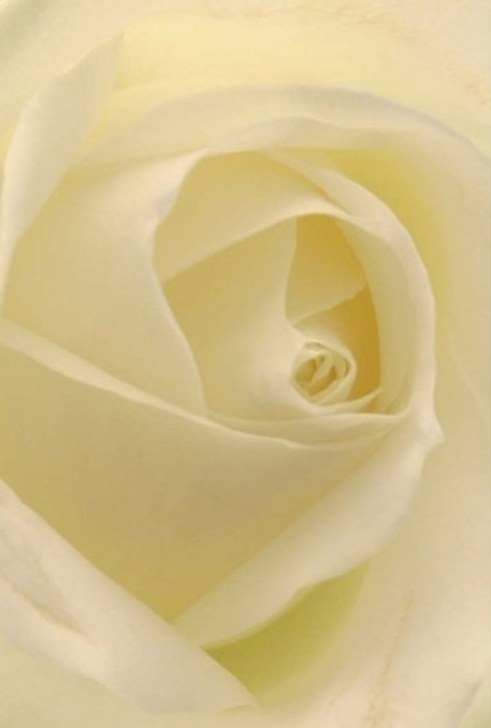 Gazing deeply into the center of this classic white rose, one discovers the harmony of creamy whites and pale golds layered in perfect tranquility. Captured near the heart of North Harrow, the composition radiates gentle sophistication: petals curl gracefully inward, their edges merging seamlessly, lending the bloom a sense of both movement and stillness. Morning light washes through each layer, as if the rose itself glows softly from within-a quality reminiscent of light reflecting off the winding paths at West Harrow Park. Crafted by the steady hands of a North Harrow florist, this rose effortlessly conveys messages of peace, admiration, or heartfelt apology. Its spiraled core suggests quiet strength and resilience, while subtle shifts in hue and shadow bring natural beauty into sharp relief. There's an unspoken, serene fragrance-clean and delicate-lingering in the background, appropriate for every emotion: love, remembrance, or new beginnings. Whether chosen for a romantic evening, a gracious thank you, or to honor a cherished memory along Walton Drive, the artistry behind this local creation elevates the moment it commemorates.